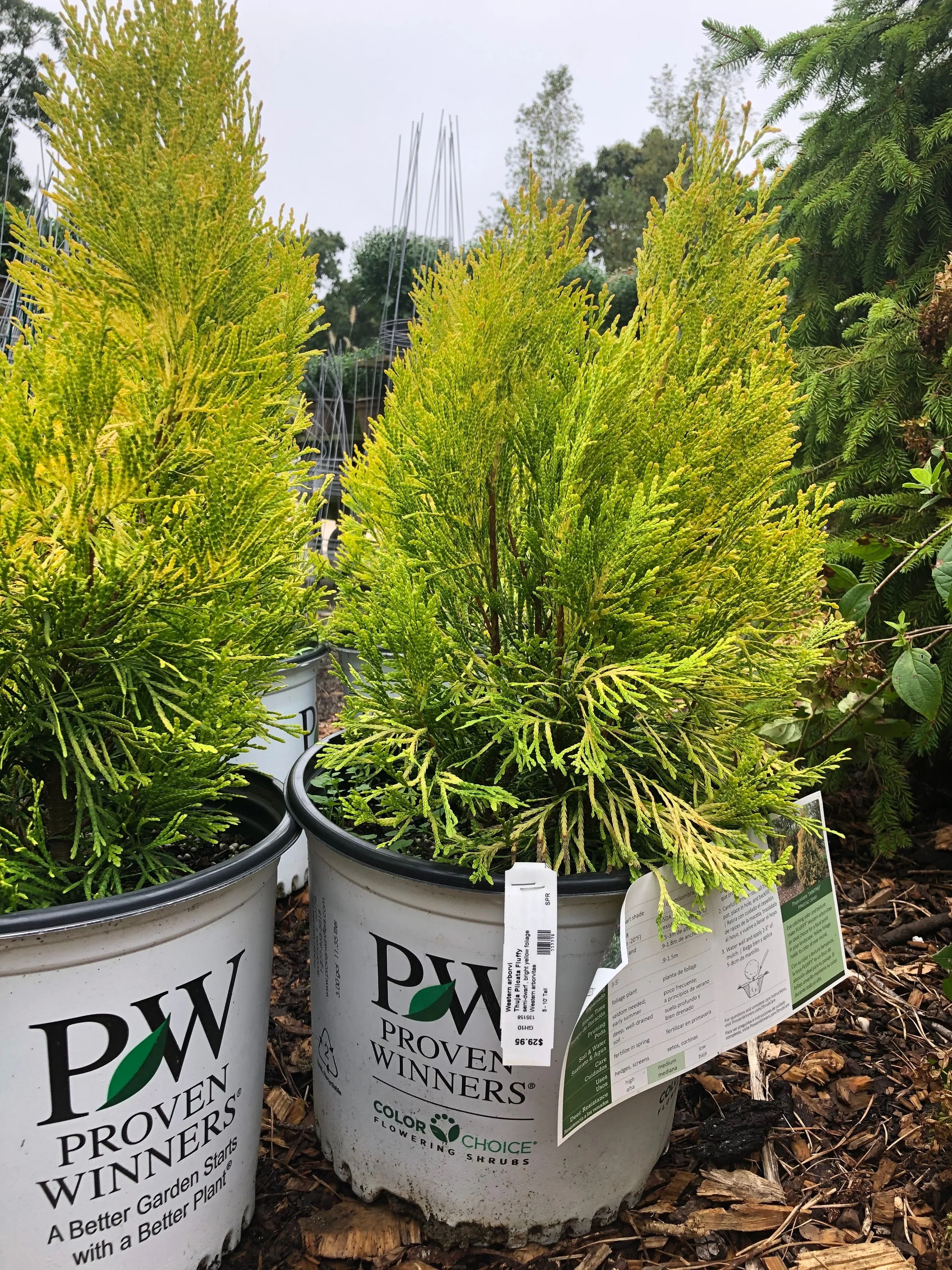 EVERGREENS FOR SCREENING — Vineyard Gardens